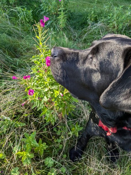 Hunde sind herzlich willkommen